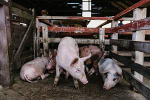 Pigs at McDougalls Saleyards - Captured at McDougalls Saleyards, Warwick QLD Australia.