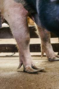Pig with over-grown hooves at McDougalls Saleyards - Captured at McDougalls Saleyards, Warwick QLD Australia.