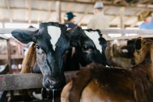 Calves at McDougalls Saleyards - Captured at McDougalls Saleyards, Warwick QLD Australia.
