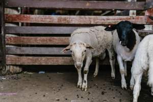 Sheep at McDougalls Saleyards - Captured at McDougalls Saleyards, Warwick QLD Australia.