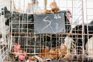 Chickens in wire cages at McDougalls Saleyards - Captured at McDougalls Saleyards, Warwick QLD Australia.