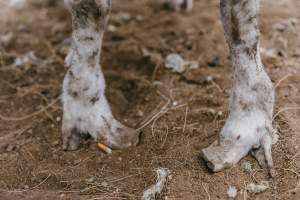 Over-grown hooves at Warwick Saleyard - Captured at Warwick Saleyard, Warwick QLD Australia.