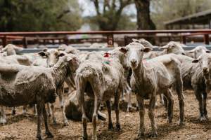 Thin sheep at Warwick Saleyard - Captured at Warwick Saleyard, Warwick QLD Australia.