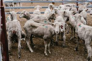 Thin sheep at Warwick Saleyard - Captured at Warwick Saleyard, Warwick QLD Australia.
