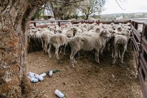 Sheep at Warwick Saleyard - Captured at Warwick Saleyard, Warwick QLD Australia.