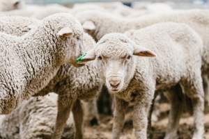 Lambs at Warwick Saleyard - Captured at Warwick Saleyard, Warwick QLD Australia.