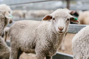 Lamb at Warwick Saleyard - Captured at Warwick Saleyard, Warwick QLD Australia.