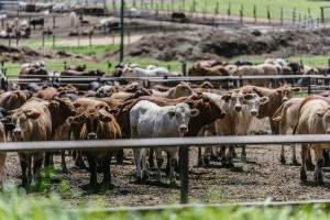 Cows at Pakaderinga feedlot - Captured at Pakaderinga Feedlot, Wattle Camp QLD Australia.