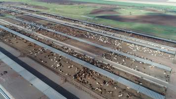 Drone flyover of cattle feedlot - Captured at Beef City Feedlot, Purrawunda QLD Australia.