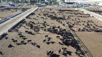 Drone flyover of cattle feedlot - Captured at Jalna Feedlot, Anakie VIC Australia.