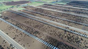 Drone flyover of cattle feedlot - Captured at Kerwee Feedlot, Jondaryan QLD Australia.