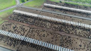 Drone flyover of cattle feedlot - Captured at Kerwee Feedlot, Jondaryan QLD Australia.