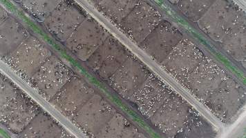 Drone flyover of cattle feedlot - Captured at LemonTree Feedlot, Lemontree QLD Australia.