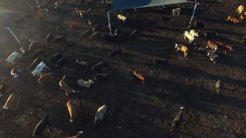 Drone flyover of cattle feedlot - Captured at Riverina Beef Feedlot, Merungle Hill NSW Australia.
