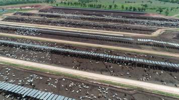 Drone flyover of cattle feedlot - Captured at Stanbroke Feedlot, Greenswamp QLD Australia.