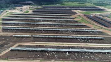 Drone flyover of cattle feedlot - Captured at Stanbroke Feedlot, Greenswamp QLD Australia.