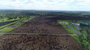 Drone flyover of cattle feedlot - Captured at Wainui Feedlot, Wainui QLD Australia.