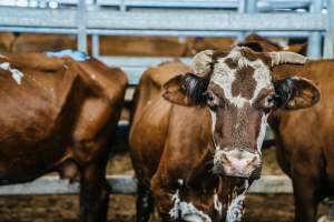Dalby Saleyards - Thin cows at saleyard - Captured at Dalby Saleyard, Dalby QLD Australia.