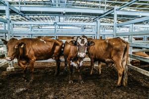 Dalby Saleyards - Thin cows at saleyard - Captured at Dalby Saleyard, Dalby QLD Australia.