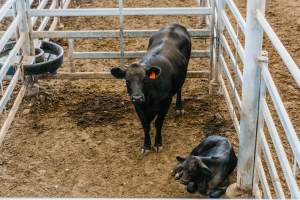 Dalby Saleyards - Cow and calf at saleyard - Captured at Dalby Saleyard, Dalby QLD Australia.