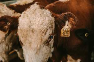 Dalby Saleyards - Cow with tag, 