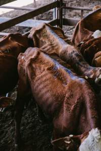 Dalby Saleyards - Emaciated cows at the saleyard - Captured at Dalby Saleyard, Dalby QLD Australia.