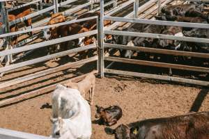 Dalby Saleyards - Calves at the saleyard - Captured at Dalby Saleyard, Dalby QLD Australia.
