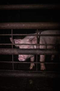 Piglet in holding pens - A piglet photographed in the holding pens the night before slaughter - Captured at Benalla Abattoir, Benalla VIC Australia.