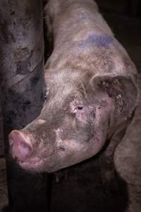 Dirty pig in holding pen - Pigs in holding pens the night before slaughter - Captured at Benalla Abattoir, Benalla VIC Australia.