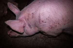 Scratched pig in holding pen - Pig with bloody scratches in holding pen - Captured at Benalla Abattoir, Benalla VIC Australia.