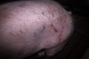 Scratched pig in holding pen - Pig with bloody scratches in holding pen - Captured at Benalla Abattoir, Benalla VIC Australia.