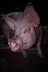 Pig in holding pen - Photo taken of a pig in the holding pens the night before slaughter - Captured at Benalla Abattoir, Benalla VIC Australia.