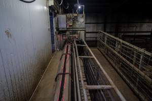 Race - 'Race' leading into carbon dioxide gas chamber. Pig section on left, sows on right - Captured at Benalla Abattoir, Benalla VIC Australia.