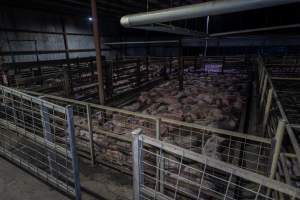 Dirty pigs in holding pens - Captured at Benalla Abattoir, Benalla VIC Australia.