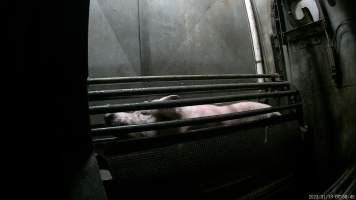 Sow being gassed in carbon dioxide gas chamber - Screenshot from hidden camera footage depicting the Butina Combi gas chamber, where pigs are herded into the end of the gondolas and lowered into the gas. - Captured at Benalla Abattoir, Benalla VIC Australia.