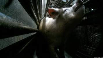 Sow being gassed in carbon dioxide gas chamber - Screenshot from hidden camera footage depicting the Butina Combi gas chamber, where pigs are herded into the end of the gondolas and lowered into the gas. - Captured at Benalla Abattoir, Benalla VIC Australia.