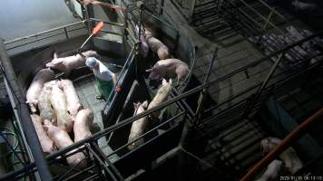 Worker hitting pigs in pre-race pen - Screenshot from hidden camera footage showing pigs being herded into the race leading to the Co2 gas chamber - Captured at Benalla Abattoir, Benalla VIC Australia.