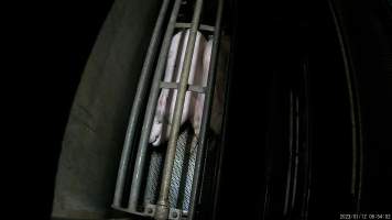 Pigs being gassed in carbon dioxide gas chamber - Screenshot from hidden camera footage depicting the Butina Combi gas chamber, where pigs are herded into the end of the gondolas and lowered into the gas. - Captured at Benalla Abattoir, Benalla VIC Australia.