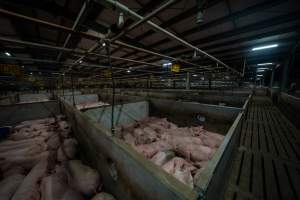 Pigs in holding pens - Captured at Diamond Valley Pork, Laverton North VIC Australia.