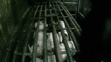 Pigs being gassed in carbon dioxide gas chamber - Screenshot from hidden camera footage depicting the Butina Backloader gas chamber, where pigs are pushed into side of the large gondolas by an automated sliding wall and then lowered into the gas.

This is the first Australian footage of the Backloader chambers, now used by several of the largest pig slaughterhouses across the country (Victoria, South Australia and Queensland). - Captured at Diamond Valley Pork, Laverton North VIC Australia.