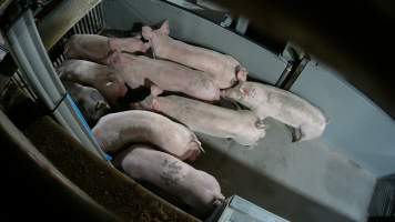 Pigs being forced into carbon dioxide gas chamber - Screenshot from hidden camera footage depicting the Butina Backloader gas chamber, where pigs are pushed into side of the large gondolas by an automated sliding wall and then lowered into the gas.

This is the first Australian footage of the Backloader chambers, now used by several of the largest pig slaughterhouses across the country (Victoria, South Australia and Queensland). - Captured at Diamond Valley Pork, Laverton North VIC Australia.
