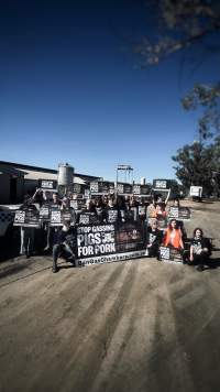 Activists rally outside Benalla slaughterhouse - Holding 'Stop Gassing Pigs for Pork' signs.
Photo by Gav Wheatley - Captured at Benalla Abattoir, Benalla VIC Australia.