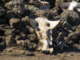 Maydan Feedlot - Bones can be seen in mounds of dirt at this Feedlot - Captured at Maydan Feedlot, Bony Mountain QLD Australia.