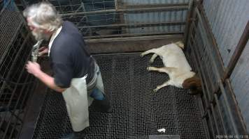 Stunned goat - a small goat shakes and thrashes after being stunned with the electric stunner - Captured at Menzel's Meats, Kapunda SA Australia.