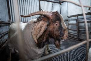 Rangeland goat in slaughterhouse kill pen - Captured at Menzel's Meats, Kapunda SA Australia.