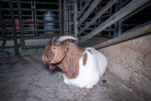 Small rangeland goat in slaughterhouse holding pen - Captured at Menzel's Meats, Kapunda SA Australia.