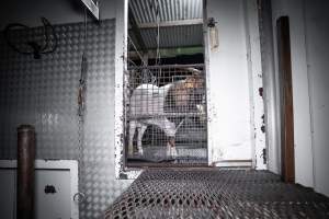 Rangeland goat in slaughterhouse kill pen - Captured at Menzel's Meats, Kapunda SA Australia.