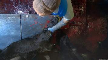 Sheep & calf slaughter at Tasmanian Quality Meats slaughterhouse - TQM is Tasmania's largest sheep and calf slaughterhouse. In 2023 investigators installed hidden cameras to capture the handling and killing of thousands of calves and sheep. Over the course of a month, we installed cameras at TQM slaughterhouse, capturing the brutal treatment and slaughter of thousands of sheep and week-old calves, many who were pushed, thrown, beaten and even killed while fully conscious. Our cameras filmed the use of dogs to herd and harass terrified sheep, who were then shoved, thrown and hit with paddles and pipes to force them towards the electric stunner. These dogs were then returned to metal and concrete cages, where they were left overnight, barking and running at the bars in boredom and frustration. 

We witnessed the brutal slaughter of week-old bobby calves, who we met and spent time with in the holding pens the night before they were killed. Many of these calves were so young and weak that they were unable to stand or walk properly, meaning that they were pushed, shoved, carried and dragged to their deaths. Dozens of these calves were stunned ineffectively, or not stunned at all because they were pushed upside down into the restraint or were so small that they fell through the bottom. These calves were tipped into the kill room and had their throats slit while fully conscious, struggling and trying to escape the hands and knife that ended their life. We watched as one calf fell off the killing table into a pool of blood so deep that they were almost submerged. We saw them continue to blink up at us from the bottom of this horrific pit, a clear sign that they remained awake and aware as the blood drained from their body. 
 - Captured at Tasmanian Quality Meats Abattoir, Cressy TAS Australia.