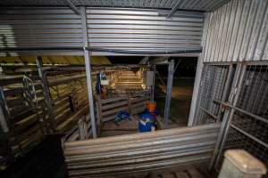 Gate to race and empty holding pens - Captured at Tasmanian Quality Meats Abattoir, Cressy TAS Australia.