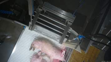 A big bleeds out after being 'stuck' - In August and September 2023, investigators from Farm Transparency Project installed covert cameras to document the slaughter of pigs at the facility, including the use of electrical stunning, which is considered to be an alternative to the carbon dioxide gas chambers used in the majority of pig slaughterhouses Australia wide. Pigs were filmed showing signs of consciousness after having been stunned, including while being lowered into the scalding tank. - Captured at Scottsdale Pork, Springfield TAS Australia.